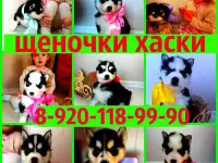 щеночки хаски черно-белые голубоглазые
