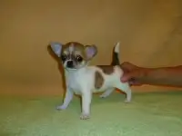 Мини чихуашки, фотография 2