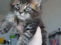 Котенок мейн-кун