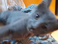 Чудесный котенок