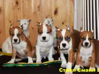 Высокопородные щенки амстаффа. Питомник., фотография 2
