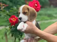 щенки бигль