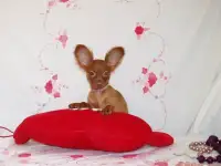 щенки той терьера