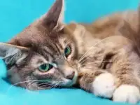 Одинокая кошечка Мурчалкина ищет свой дом, фотография 4