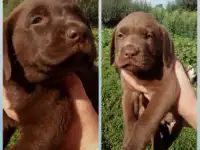 Щенки шоколадного окраса