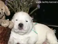 Породные щенки алабая, фотография 2