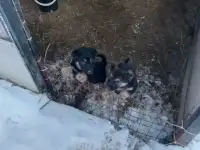отдам щенков в хорошие руки