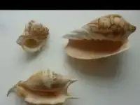 Ракушки, фотография 2