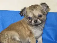 ЧИХУАХУА ЩЕНКИ редких окрасов, цветные!