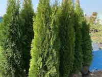 Продам декоративные растения Туя,ель,можжевельник,сосна,барбарис,гортензия,вейгела,спирея,пихта
