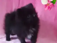 Щенки помиранского шпица