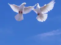Голуби.
