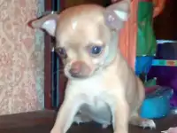 Чихуахуа