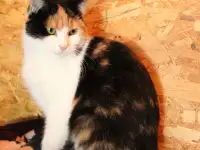 Кошечка с пушистыми щечками ищет дом, фотография 7