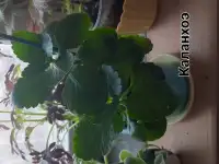 Суккуленты аптения морниера каланхоэ, фотография 2