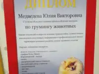 Стрижка собак в Екатеринбурге, фотография 4