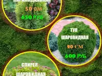 Саженцы Туи Пирамидальной