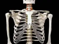 Новый Скелет 1м 70 см на подставке - Новый!, фотография 5