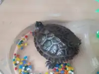 Красноухая черепаха