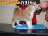 Щенки Акита-ину, фотография 8