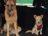 Срочно ищут дом