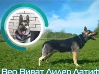Вязка собаки овчарка Вео