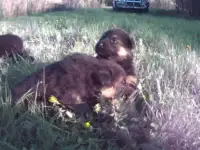 щенки, фотография 2