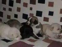 Щенята метисы
