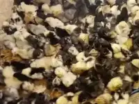 Цыплята, индюшата, утята