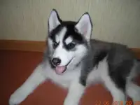 Продаются щенки Сибирских хаски, фотография 2