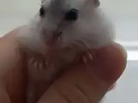 Джунгарские хомяки, фотография 2