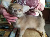 чихуахуа лиловый мальчик дш, фотография 4