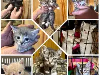 Совсем маленькие котята мальчики и девочки в добрые руки