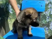 Продам щенков немецкой овчарки, фотография 2