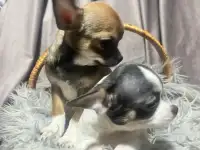 Девочки чихуахуа