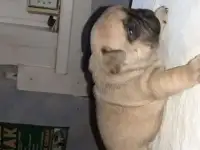 Французский бульдог щенки