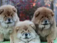 Щенки чау-чау