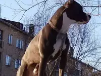Стафф щенки вязка консультация стаффордширский терьер, фотография 4
