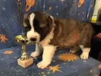 Мальчик Азиат