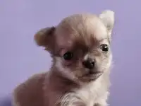 Щенки чихуахуа, фотография 4