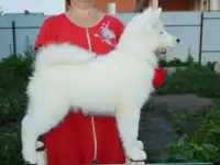 Продам щенков Якутской лайки