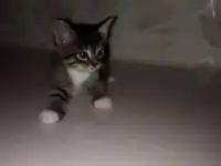 Игривые и Добрые котята, фотография 3