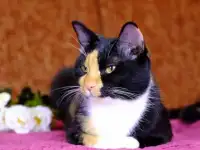 Срочно отдам!!!!, фотография 2
