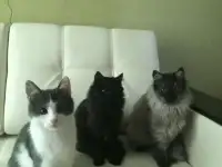 котята даром