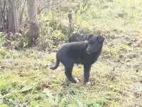 Щенки в добрые руки