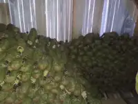 веники березовые, фотография 2