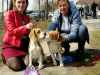 Резервирование щенков бигля.