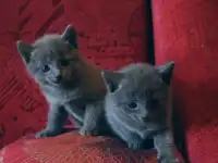Продам котят русской голубой кошки, фотография 4