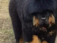 Подрощенные щенки Тибетского мастифа