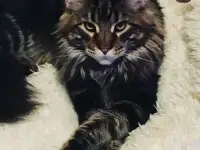 Котята мейн-кунята, фотография 8